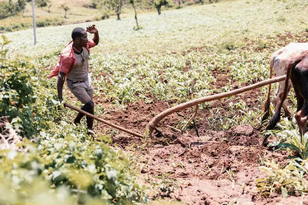 Region Narodów Południowych Etiopia Maja 2019 Nieznany Biedny Rolnik Etiopski Zdjęcie Stockowe