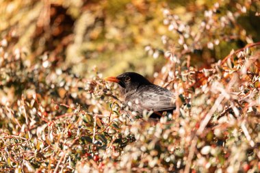 Karatavuğun erkeği, Turdus Merula, kış bahçesinde karsız Cotoneaster bitkisinin üstünde. Avrupa kuş doğası, Çek Cumhuriyeti