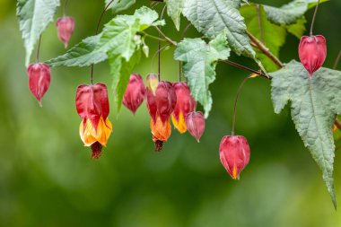 Abutilon megapotamicum ya da Callianthe megapotamica, Abutilon çiçeğinin bir türüdür. Cundinamarca Departmanı, Kolombiya