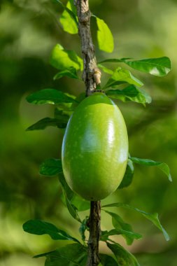 Crescentia cujete, commonly known as the calabash tree, is a species of flowering plant native to the Americas. Magdalena department, Colombia clipart