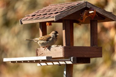 Serçe (Passer domesticus) kış bahçesinde kuş yemliğinde, serçe familyasından bir kuş. Avrupa kuş doğası, Çek Cumhuriyeti