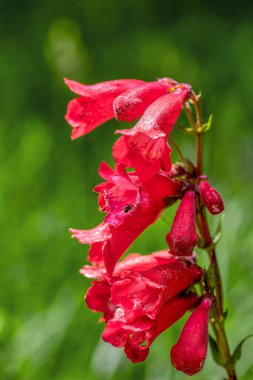 Penstemon hartwegii, yaygın çiçek adı Hartwegs sakal dili, muz familyasının daimi çiçekli bitkisi. Guasca, Cundinamarca Departmanı, Kolombiya