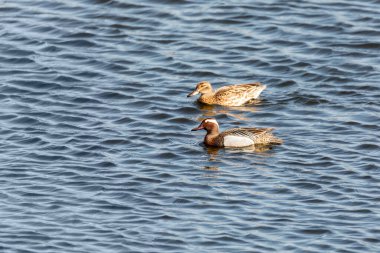 Garganey (Spatula querquedula), küçük amatör ördek. Avrupa 'nın çoğunda ürer. Avrupa kuş doğası, Çek Cumhuriyeti