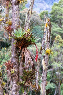 Tillandsia çitleri, Tillandsia familyasından bir bitki türü. Cundinamarca Departmanı, Kolombiya