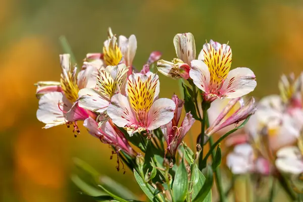 Alstroemeria ligtu, Alstroemeriaceae familyasından çiçek açan bir bitki türü. Quindio Departmanı, Kolombiya