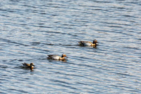 Garganey (Spatula querquedula), küçük amatör ördek. Avrupa 'nın çoğunda ürer. Avrupa kuş doğası, Çek Cumhuriyeti