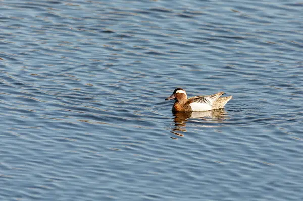 Garganey 'li erkek (Spatula querquedula), küçük ördek. Avrupa 'nın çoğunda ürer. Avrupa kuş doğası, Çek Cumhuriyeti