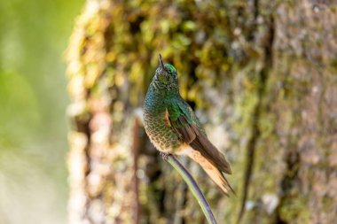 Buff-tailed coronet (Boissonneaua flavescens), species of hummingbird in brilliants, tribe Heliantheini in subfamily Lesbiinae. Salento Quindio department. Wildlife and birdwatching in Colombia clipart