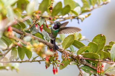 Tourmaline sunangel (Heliangelus exortis), species of hummingbird in the coquettes, tribe Lesbiini of subfamily Lesbiinae. Guatavita, Cundinamarca department. Wildlife and birdwatching in Colombia clipart
