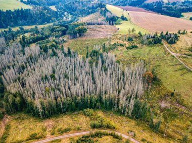 Kırsal yolun kuş bakışı manzarası ve sarı kolza tohumu tarlası. Ilık, güneşli bir bahar günü. Lanet kanola sahası. Hava manzaralı. Mavi gökyüzü ile güzel sarı renkli manzara. Çek Cumhuriyeti