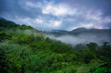 Sisli ve sisli orman manzarası. Kolombiya ormanlarındaki Ciudad Perdida uygarlığının gizli antik kalıntılarına zorlu bir yolculuk. Santa Marta, Sierra Nevada dağları, Kolombiya vahşi doğası.