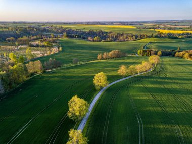 Drone flies over countryside with green wheat field. Hilly area with forest. Warm sunny spring day. Aerial view landscape. Beautiful rural landscape. Czech Republic clipart