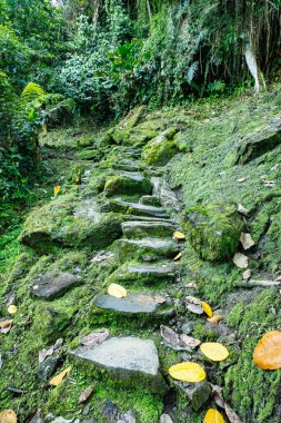 Stone stairs in hidden ancient ruins of Tayrona civilization Ciudad Perdida in heart of the Colombian jungle Lost city of Teyuna. Santa Marta, Sierra Nevada mountains, Colombia wilderness clipart