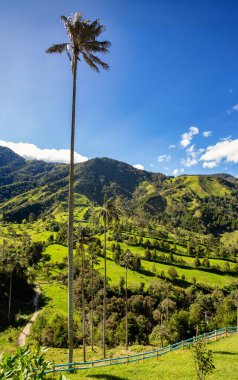 And balmumu palmiyeleri, Ceroxylon, Arecaceae familyasındaki bitki cinsi. Valle del Cocora Vadisi 'ndeki yüksek balmumu palmiye ağaçlarının doğası. Salento, Quindio Bölümü. Kolombiya dağları manzarası.