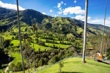 Andean wax palms, Ceroxylon, genus of plants in family Arecaceae. Nature landscape of tall wax palm trees in Valle del Cocora Valley. Salento, Quindio department. Colombia mountains landscape. clipart