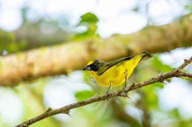 Kalın gagalı öforoni (Euphonia laniirostris), Fringillidae familyasından bir kuş türü. Barichara, Santander Columbia