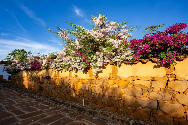 Stock image Bougainvillea buttiana, flowering plant, a garden hybrid of flower Bougainvillea glabra and Bougainvillea peruviana. Barichara Santander department, Colombia