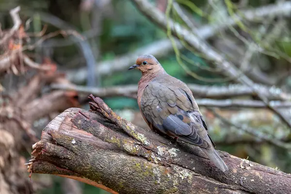 stock image Eared dove (Zenaida auriculata), New World dove bird. Guatavita, Cundinamarca department. Wildlife and birdwatching in Colombia. Wildlife and birdwatching in Colombia