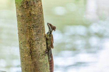 Kahverengi basilisk (Basiliscus vittatus), çizgili basilisk veya yaygın basilisk, Corytophanidae familyasından bir kertenkele türü. Tayrona Ulusal Parkı, Magdalena Bölümü. Kolombiya yaban hayatı.