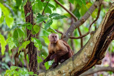 Beyaz önlü kapuçin (Cebus versicolor), zarif kapuçin maymunu türüdür. Tayrona Ulusal Parkı, Magdalena Bölümü. Kolombiya yaban hayatı.