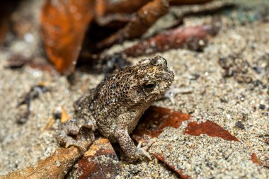 Rhinella humboldti, Riveros kurbağası, Bufonidae familyasından bir kurbağa türü. Tayrona Ulusal Parkı, Magdalena Bölümü. Kolombiya yaban hayatı.