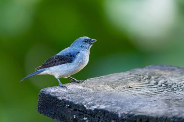 Tangara inornata, Thraupidae familyasından bir kuş türü. Rionegro, Santander Bölümü. Kolombiya 'da vahşi yaşam ve kuş gözlemciliği