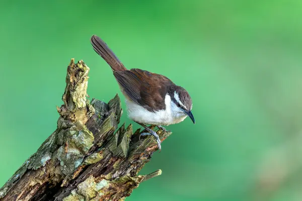 stock image Bicolored wren (Campylorhynchus griseus), species of bird in the family Troglodytidae. Rionegro, Santander Department. Wildlife and birdwatching in Colombia.