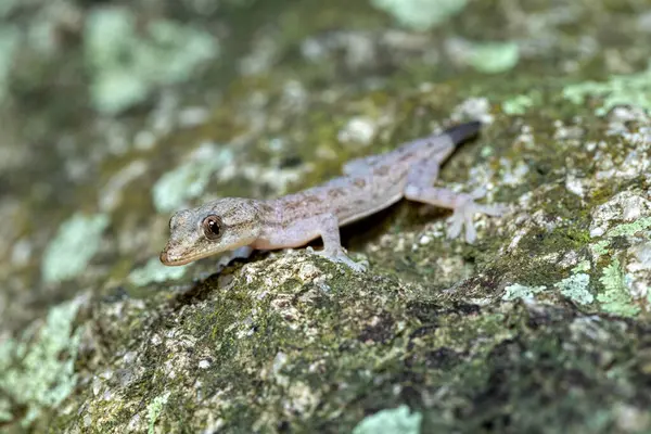 Hemidactylus, Gekkonidae familyasından sıradan bir gekturnal kertenkele cinsi. Hayvan kuyruksuz, yırtıcı bir saldırıdan sonra. Tayrona Ulusal Parkı, Magdalena Bölümü. Kolombiya yaban hayatı.