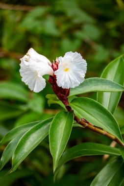 Cheilocostus Specosus ya da krep zencefil çiçeği, Costaceae familyasından bir bitki türü. Tayrona, Magdalena Departmanı. Kolombiya.