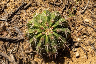 Melocactus curvispinus, known as the Turks cap cactus, or Popes head cactus. La Guajira department, Colombia clipart