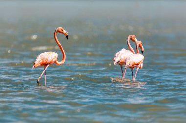 Amerikan flamingosu (Phoenicopterus ruber), Karayip flamingosu olarak bilinir. Büyük flamingo türleri. Santuario de Fauna y Flora Los Flamencos. Karayip Bölgesi. Kolombiya 'da vahşi yaşam ve kuş gözlemciliği