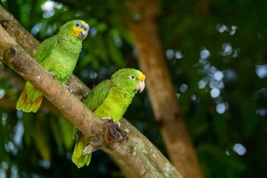 Turuncu kanatlı Amazon (Amazona amazonica) ve sarı taçlı Amazon (Amazona ochrocephala). Malagana, Bolivar Bölümü. Kolombiya 'da vahşi yaşam ve kuş gözlemciliği