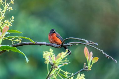 Kızıl sırtlı tanger (Ramphocelus dimidiatus) erkek, Thraupidae familyasından bir kuş türü. Minca, Sierra Nevada de Santa Marta Magdalena Departmanı. Kolombiya 'da vahşi yaşam ve kuş gözlemciliği.