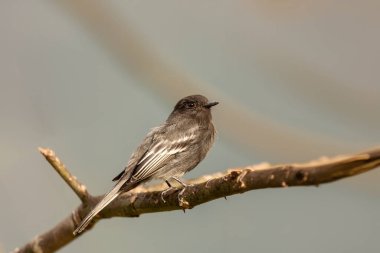 Kara Phoebe (Sayornis nigricans), zorba sinekkapan familyasından bir kuş türü. Santa Barbara, Antioquia Bölümü. Kolombiya 'da vahşi yaşam ve kuş gözlemciliği.