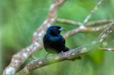 Tachyphonus rufus (Tachyphonus rufus), tanger familyasından orta büyüklükte bir kuş türü. Minca, Sierra Nevada de Santa Marta Magdalena Departmanı. Kolombiya 'da vahşi yaşam ve kuş gözlemciliği.