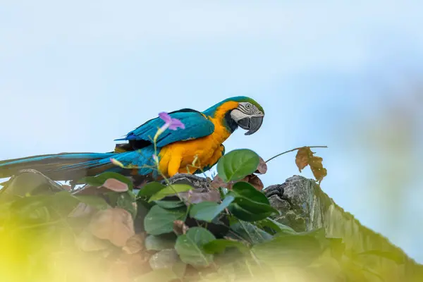 stock image Blue-and-yellow macaw (Ara ararauna), also known as the blue-and-gold macaw, is a large Neotropical parrot. Malagana, Bolivar department. Wildlife and birdwatching in Colombia