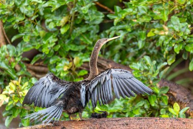 Tropikal kuş Yılan Kuşu, daha darter, Amerikan darter, veya su hindisi, (Anhinga anhinga). Refugio de Vida Silvestre Cano Zenci, Vahşi Yaşam ve Kosta Rika 'da kuş gözlemi.