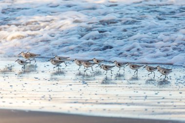 Batılı çulluk (Calidris mauri), küçük kıyı kuşu. Gri renkli su kenarı kuşları sürüsü. Kosta Rika 'da Tortuguero, Vahşi Yaşam ve kuş gözlemciliği.