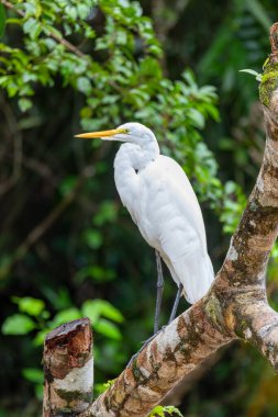 Great egret (Ardea alba), Refugio de Vida Silvestre Cano Negro, Wildlife and birdwatching in Costa Rica.