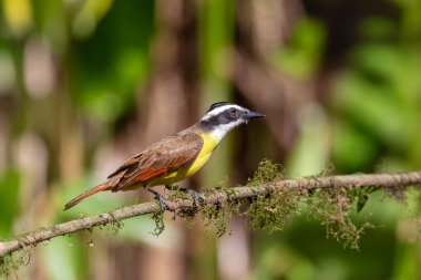 Büyük kiskadee (Pitangus sulphuratus), Tyrannidae familyasından bir kuş türü. La Fortuna Alajuela, Vahşi Yaşam ve Kosta Rika 'da kuş izleme.