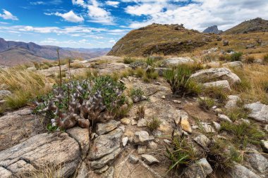 Andringitra national park, Haute Matsiatra region, Madagascar, beautiful mountain landscape with trail to Chameleon peak and massifs. Hiking in Andringitra mountains. Madagascar wilderness landscape.
