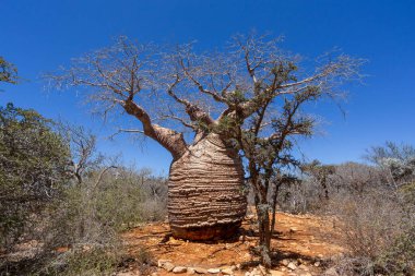 Majestic Büyükanne Fony baobab (Adansonia rubrostipa), ağacın yaklaşık 1600 yıllık en eski parçası. Tsimanampetsotsa Ulusal Parkı. Madagaskar vahşi doğası.