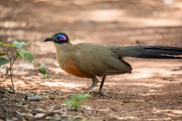 stock image Giant coua (Coua gigas), bird species from the coua genus in cuckoo family, endemic to the dry forests of western and southern Madagascar, Zombitse-Vohibasia National Park, Madagascar wildlife animal