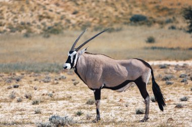 Baby of Common afrikalı antilop Gemsbok, Oryx gazella Kalahari 'de yağmur mevsiminden sonra yeşil çimlerle. Kgalagadi Sınır Ötesi Parkı, Güney Afrika Vahşi Yaşam Safarisi