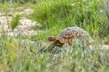 Kaplumbağa leopar kaplumbağa (Stigmochelys pardalis) doğada, Güney Afrika 'nın kuzey kesiminde, Safari yaban hayatı