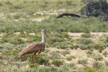 Kori bustard (Ardeotis kori), Afrika 'ya özgü en büyük uçan kuş, Kalahari Güney Afrika, Afrika vahşi yaşamı