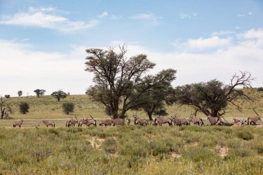 Baby of Common afrikalı antilop Gemsbok, Oryx gazella Kalahari 'de yağmur mevsiminden sonra yeşil çimlerle. Kgalagadi Sınır Ötesi Parkı, Güney Afrika Vahşi Yaşam Safarisi