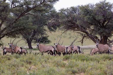 Baby of Common african antelope Gemsbok, Oryx gazella in Kalahari after rain season with green grass. Kgalagadi Transfrontier Park, South Africa wildlife safari clipart