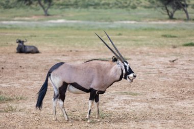 Baby of Common afrikalı antilop Gemsbok, Oryx gazella Kalahari 'de yağmur mevsiminden sonra yeşil çimlerle. Kgalagadi Sınır Ötesi Parkı, Güney Afrika Vahşi Yaşam Safarisi