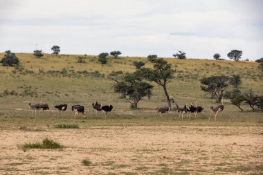 Devekuşu, Struth Camelus yeşil Kalahari 'de, yağmur mevsiminden sonra çöl. Kalahari Sınır Ötesi Parkı, Güney Afrika Vahşi Yaşam Safarisi